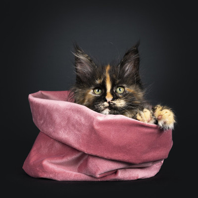 托蒂缅因猫黑色