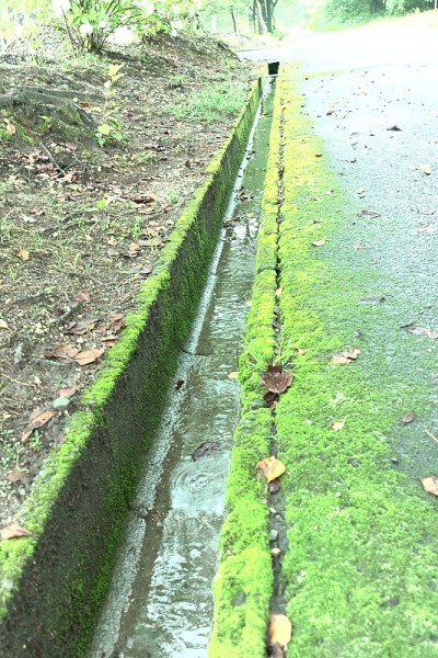 纳苏高原天然青苔之美