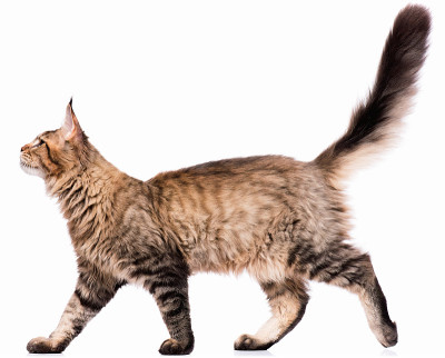 缅因库恩猫