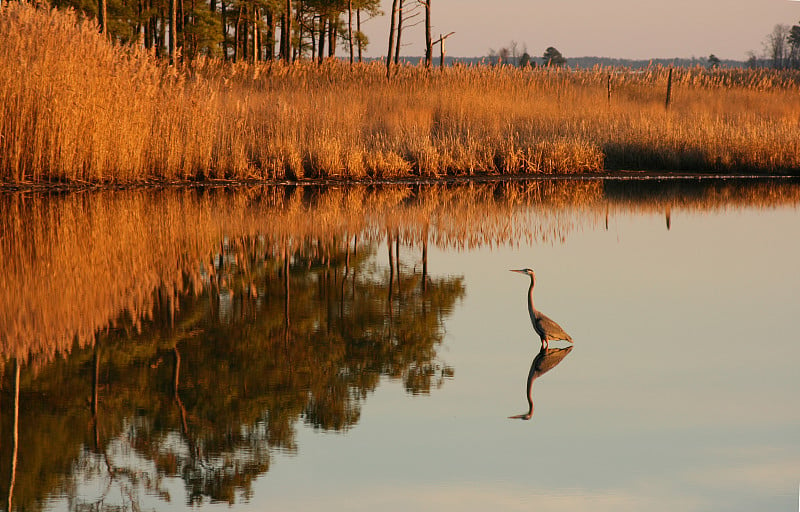 Blue Heron