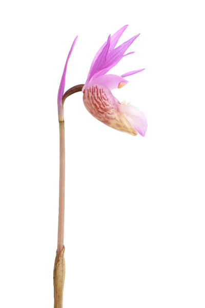 Calypso 兰花 (Calypsobulboosa)