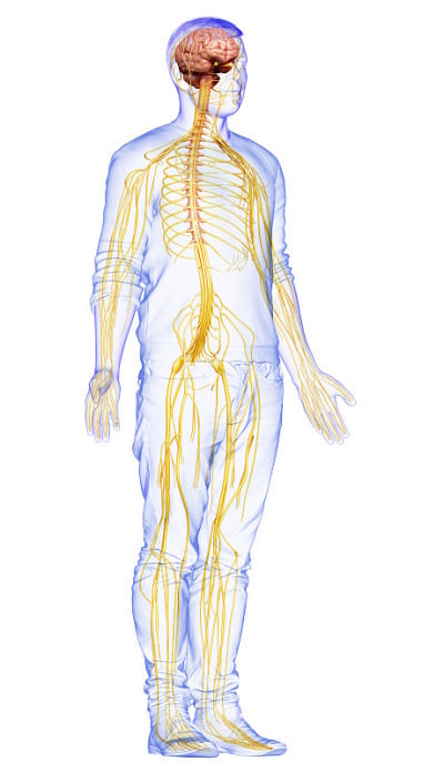 3d渲染医学上准确的男性神经系统的插图