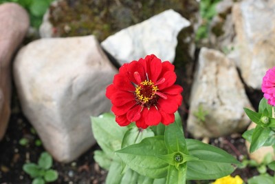 Zinnia