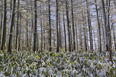 雪在落叶松