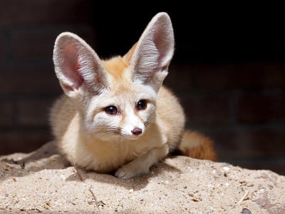 Fennec