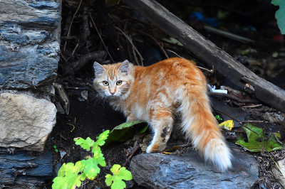 美丽的猫