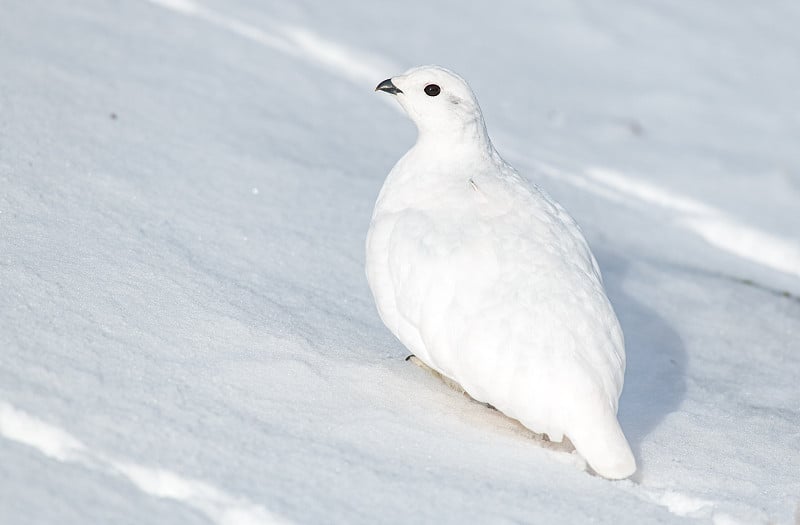 A White-tailed Ptarmigan Hiding in Plain Sight