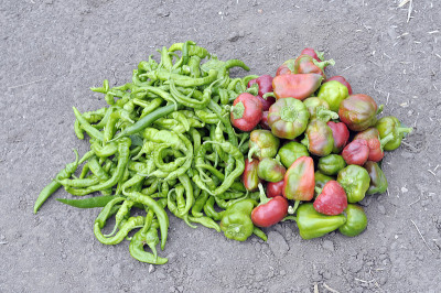 大量的蔬菜
