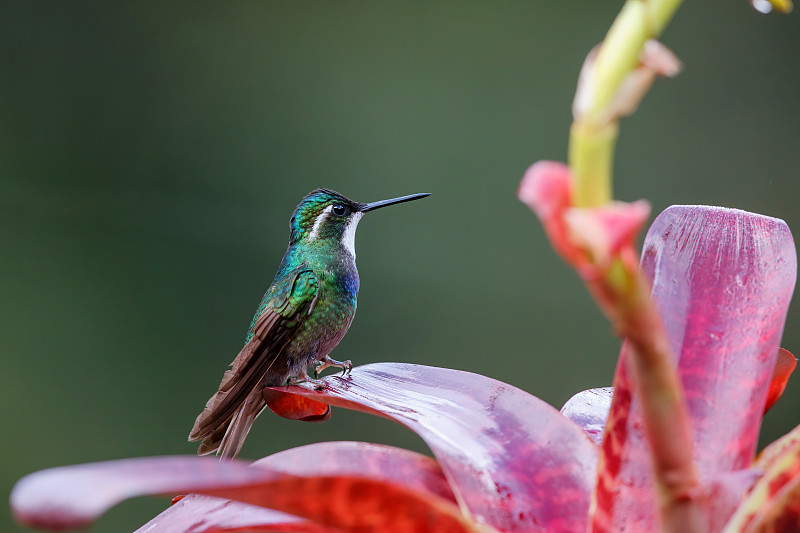 蜂鸟,White-throated Mountain-gem