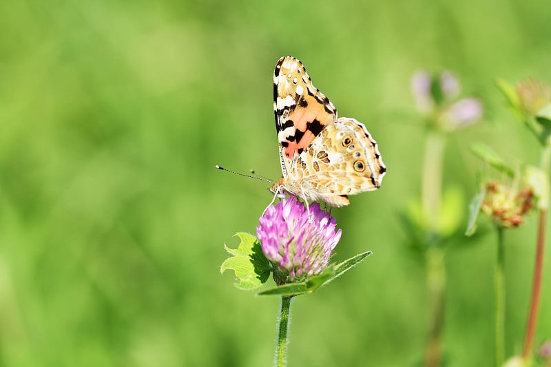 蝴蝶吸食花蜜