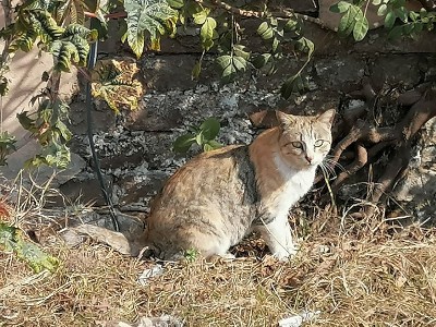 一只野棕色的猫