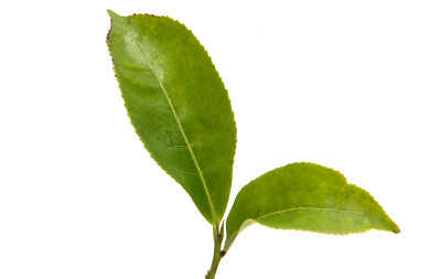 茶叶孤立
