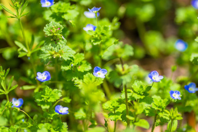 Veronica persica花