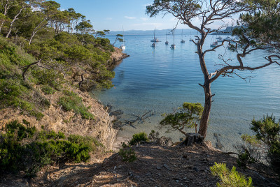 夏天发现波克雷勒斯岛。荒凉的海滩和松树在法国里维埃拉的景观