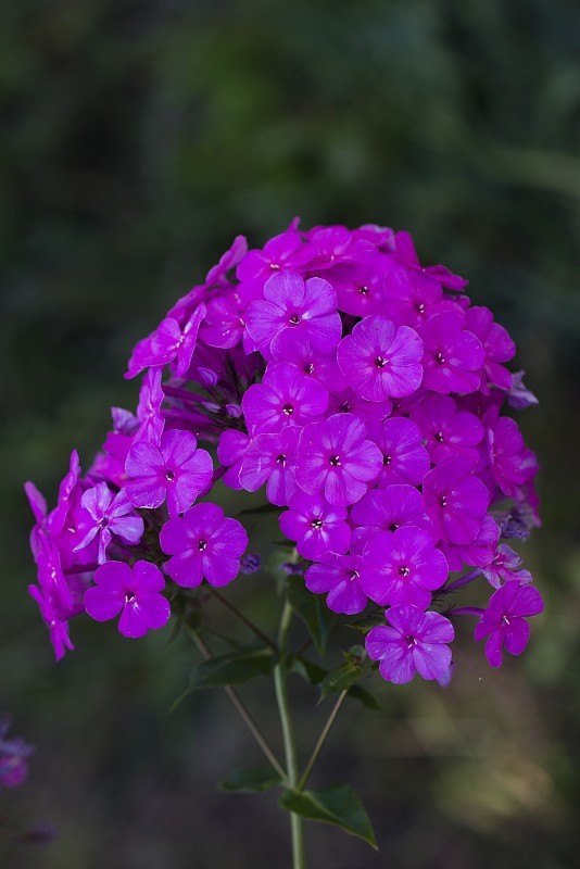 紫花南夹竹桃(花园夹竹桃)