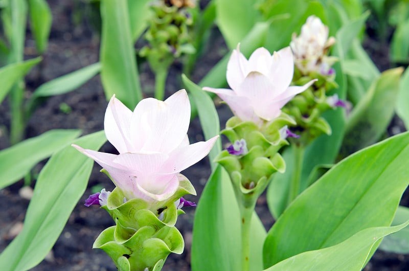 花园里的暹罗郁金香花