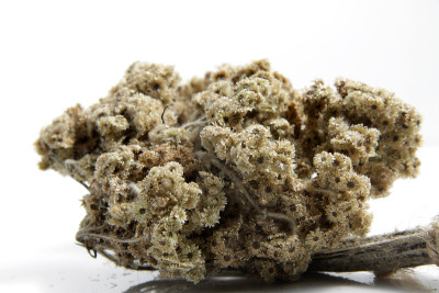 近距离拍摄干燥的爪哇安纳蚜