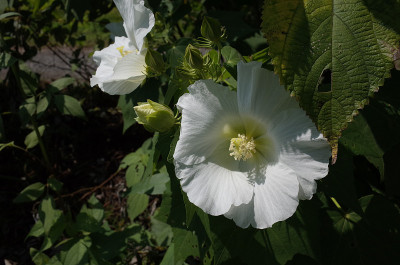 棉花Rosemallow
