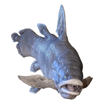 3D插图毛索尼鱼在白色