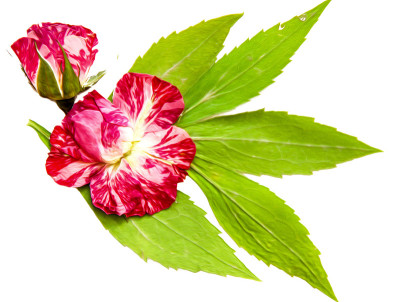 油画插图设置干压散绿叶菊花，条纹粉红玫瑰花和花瓣躺在白色孤立与阴影。照片处理，数码绘画