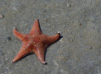 皮革海星