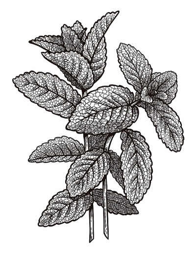 薄荷插图，绘画，雕刻，油墨，线条艺术，矢量