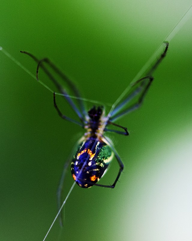 在危地马拉的阿蒂特兰湖，一个色彩鲜艳的金球织网者(Nephila edulis)悬挂在蜘蛛网上的微缩