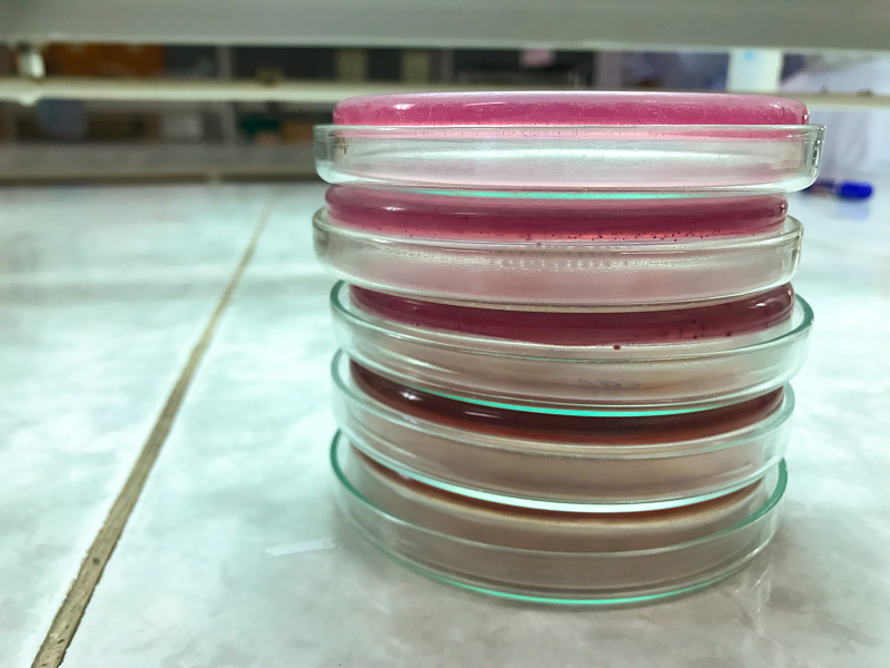 微生物学实验室