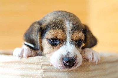 小猎犬小狗