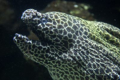 棘moray (Gymnothorax favagineus)