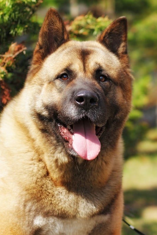 秋田犬在夏季炎热的户外繁殖