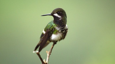 绿色thorntail