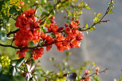 红色的花的背景。背景由红色的花朵创建