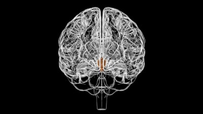医学概念3D的大脑下丘脑解剖
