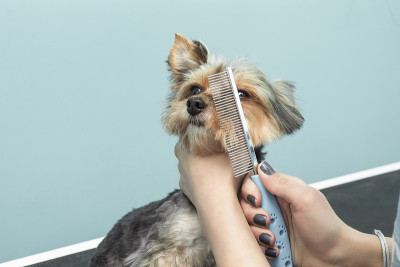用约克郡犬的口冠梳理皮毛。