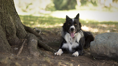 可爱的边境牧羊犬小狗在石头和树之间摆姿势