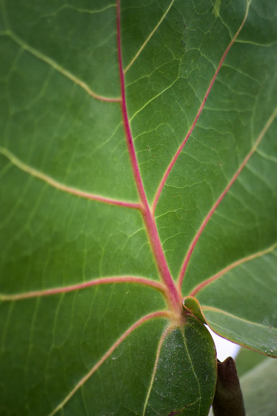 Coccoloba uvifera