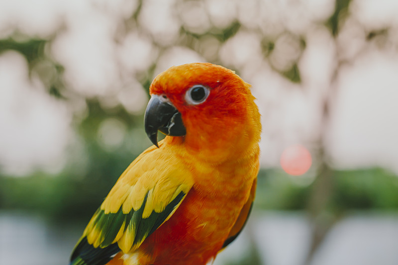 可爱的太阳conure鹦鹉手上