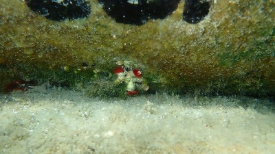红钙质管虫或血红色管虫(肠原虫)和华丽寄居蟹或斑纹寄居蟹(管钙质管蟹)