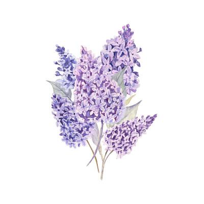一束丁香花。水彩插图在白色孤立的背景。
