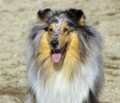 肖像牧羊犬