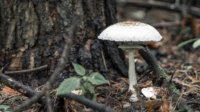 一种生长在森林中的白色真菌Macrolepiota excoriata