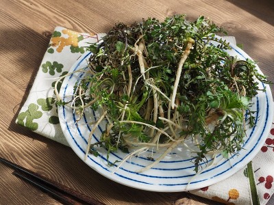 韩国食材荠菜，荠菜