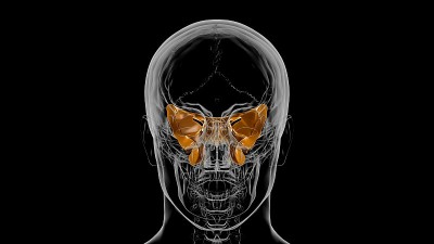人类骨骼头骨蝶骨解剖医学概念3D