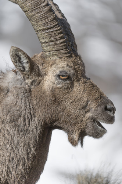 高山ibex肖像(Capra ibex)