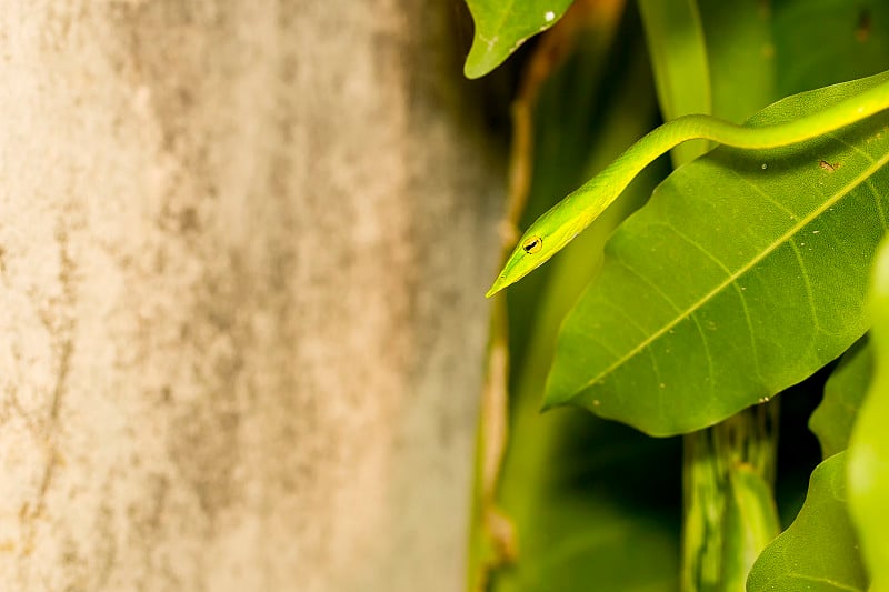 靠近健康的东方鞭蛇或绿蝰蛇(Ahaetulla prasina)摆动或休息在树上与复制空间