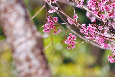 春天的樱花