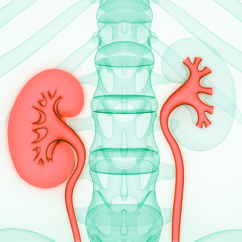 人体泌尿系统及肾脏解剖