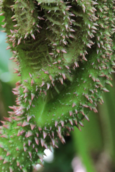 Gunnera manicata - Trebah花园-康沃尔，英格兰，英国