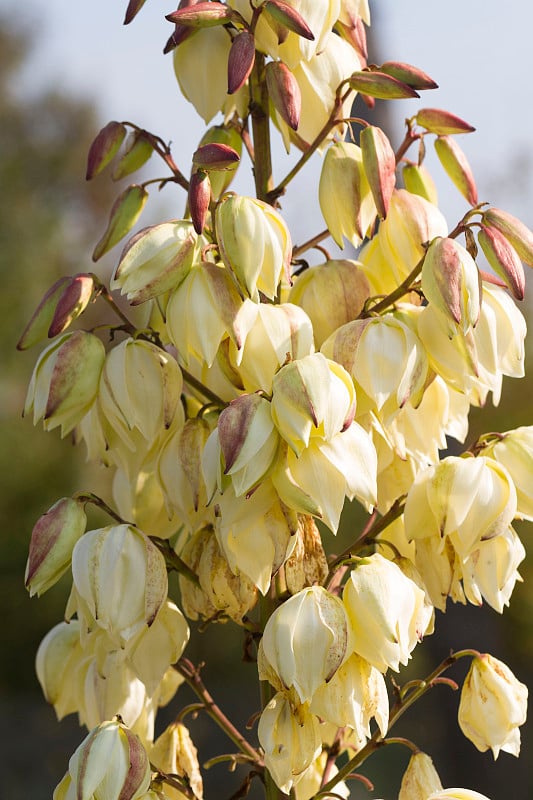 Yucca filamentosa